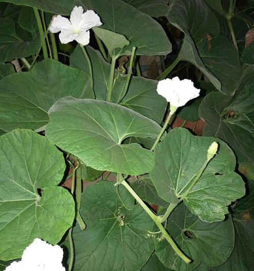 葫芦的生长周期及开花结果（探秘葫芦开花结果的成因）