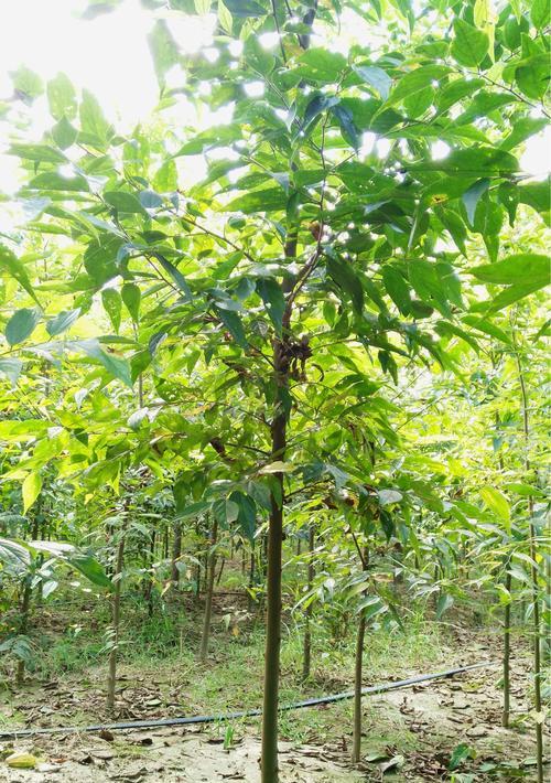 探究朴树果实是否能吃（了解朴树果实的营养价值及食用方法）