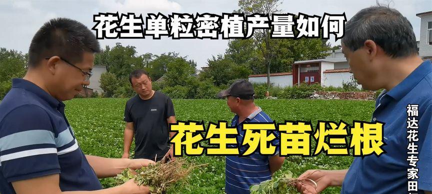 如何防治花生烂根