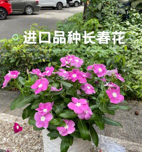 四季长春花的浇水需求（春夏秋冬，浇水有讲究）