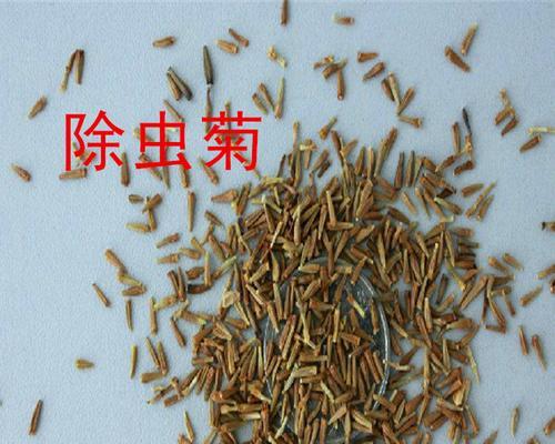 捕蝇草种子发芽时间详解（了解捕蝇草种子发芽时间，让你轻松种植捕蝇草）