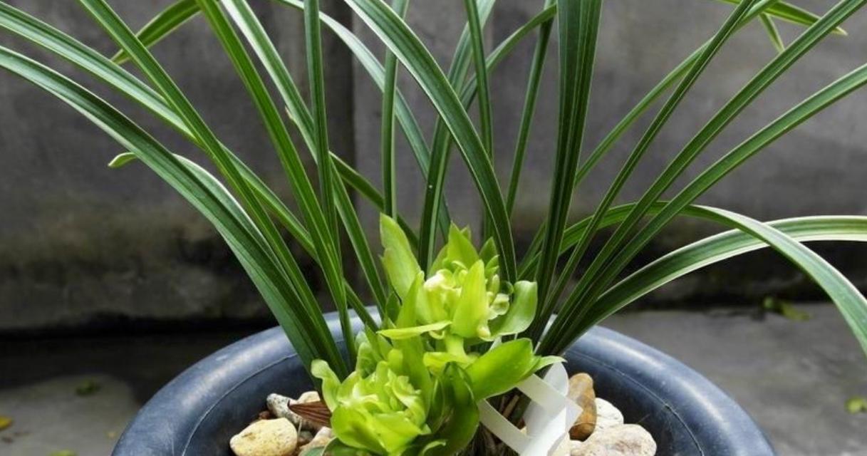 荷花兰的养殖技巧（打造清新优雅的荷花兰花园）