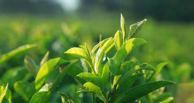 茶叶的生长周期：从幼苗到成熟茶叶需要多长时间？