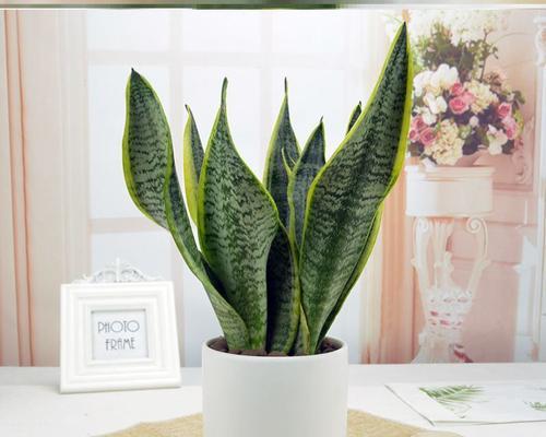虎皮兰——家居客厅的理想植物选择（放客厅什么位置好？如何打造舒适温馨的空间？）
