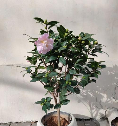 香妃茶花的养殖方法和养护要点（美丽典雅的香妃茶花，你需要知道的养殖技巧！）