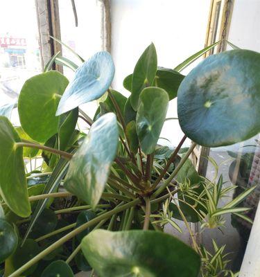 认识清水草（清水草的特点、生长环境、分类、繁殖方式、药用价值和保护措施）