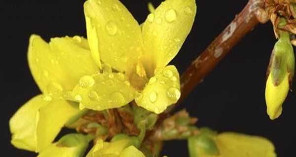 金露花的花语与寓意（解读金露花的丰富内涵）