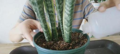 虎皮兰的冬季保护（冬季如何保护虎皮兰不冻死）