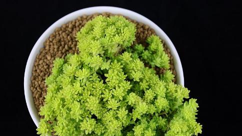 黄金万年草繁殖方法与注意事项（教你轻松繁殖黄金万年草，注意事项不可忽视）
