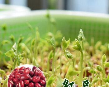 红豆的生长过程剖析——从播种到发芽出苗时间（红豆发芽出苗的关键因素及管理要点）