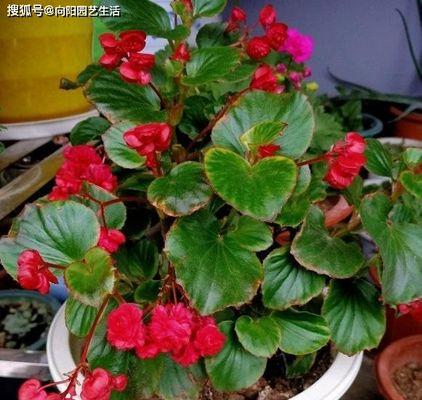 海棠室内养护全指南（了解海棠的养护需求，让你的卧室成为花园）