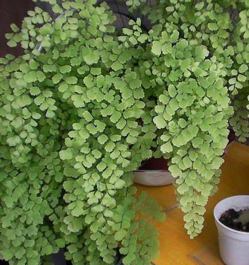 铁线蕨不是落叶植物（探究铁线蕨的生长习性和特点）
