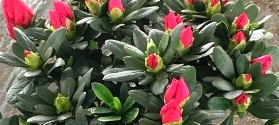 如何正确修剪杜鹃花（打造美丽花园，让杜鹃花焕发绚丽光芒）