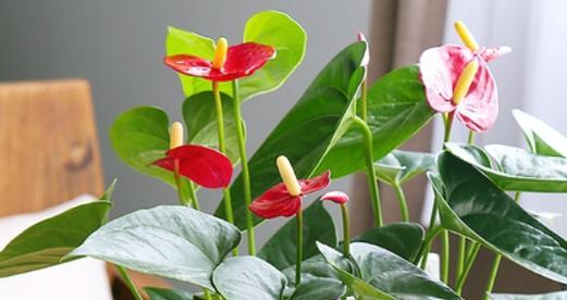 红掌如何养护更旺盛？（打造繁花似锦的红掌世界）