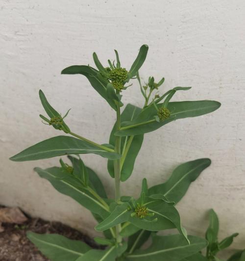 认识板蓝根——一种中药植物的神奇根（从起源到药用、从成分到功效，全方位解读板蓝根的奥秘）