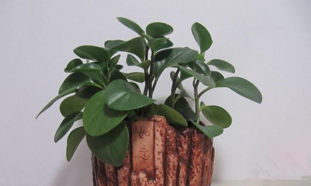 豆瓣绿的养护技巧（从种植到养护，全面掌握豆瓣绿的生活之道）