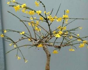 虎蹄迎春的种植与养护（打造美丽花坛，以虎蹄迎春为主角）