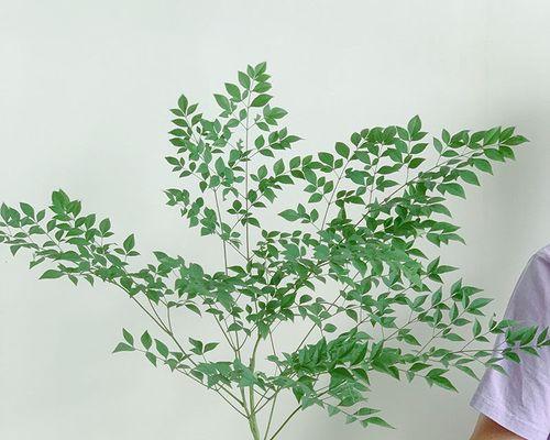 南天竹家庭养殖全攻略（怎样养护南天竹让其茁壮生长）