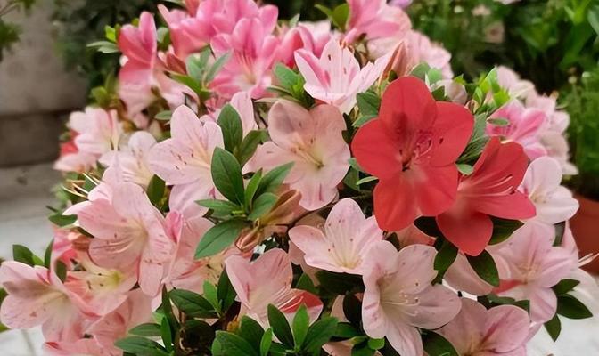 如何催开杜鹃花？（掌握催花时间和方法，让杜鹃花盛放如火如荼）