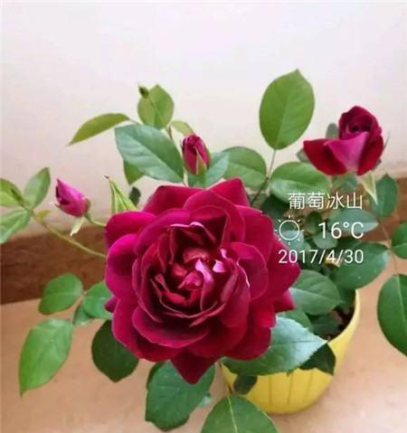 冰山月季的优缺点（探究冰山月季的特点、适应性和种植细节）