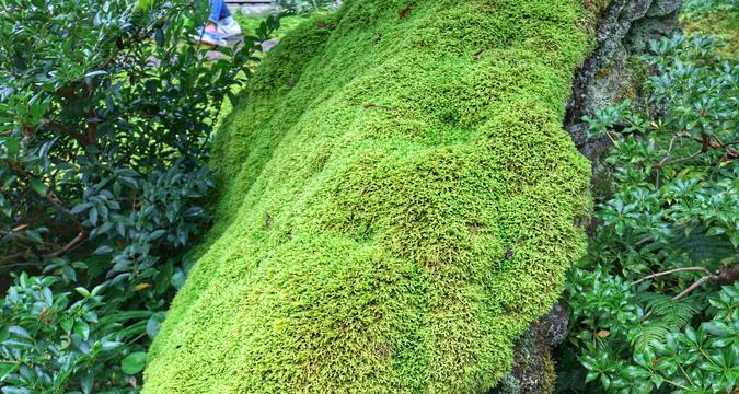 苔藓的生长环境条件及特点（探秘苔藓的生态环境和适应能力）