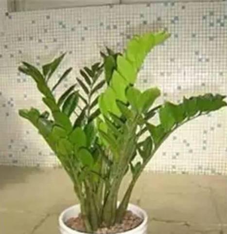 平安树是否适合晒太阳？（生长环境对平安树的影响）