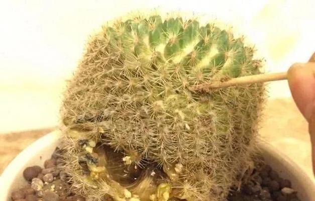 仙人球能否放在室外淋雨（探讨仙人球的适应性和生长环境）