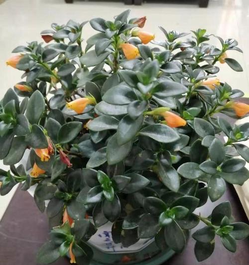 金鱼花开花特点详解（一年开几次花，每次开花时间和开花期）