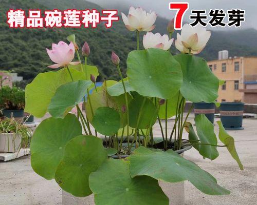 碗莲如何养？多开花技巧大揭秘！