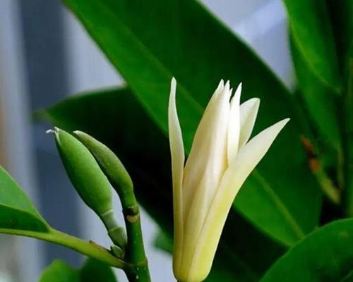 白玉兰如何养护，让它花开满枝（白玉兰种植技巧及日常养护，让你轻松拥有一株美丽的白玉兰）
