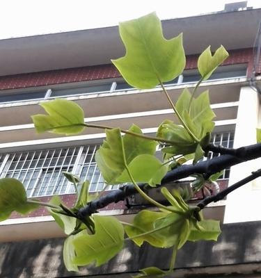 探秘蛮京之神奇植物（解读蛮京的绿色密码，看植物如何引领未来）