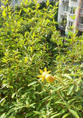 石榴花的开花时间及花期情况（一年开几次花？花期有多长？）