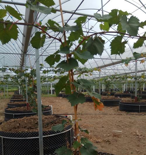 葡萄肥料的选择与运用（掌握正确的施肥技巧，提升葡萄品质）