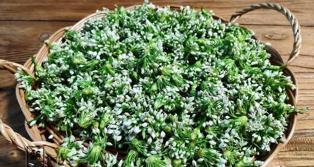 韭菜花的采摘和利用（春天鲜花，美食双丰收；采摘技巧、营养价值和多种吃法详解）