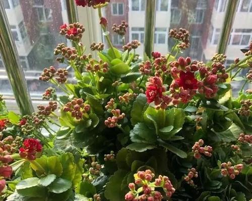 长寿花不开花的原因（长寿花的生长环境、养护方法、病虫害防治等）