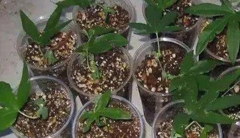 无花果树插枝繁殖技术（无花果树插枝生根成活的方法及注意事项）