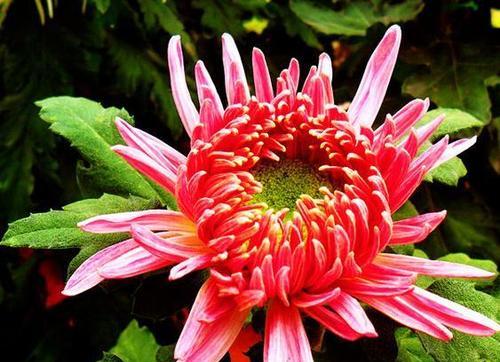 菊花摘心时间及方法详解（掌握正确方法，让菊花更加茂盛）