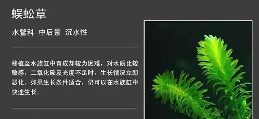 水草无根可栽种吗？（水草生长秘密揭晓，有叶无根也能栽活吗？）