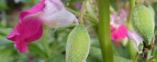 如何选择最佳播种时间——凤仙花（——凤仙花、播种、最佳时间）