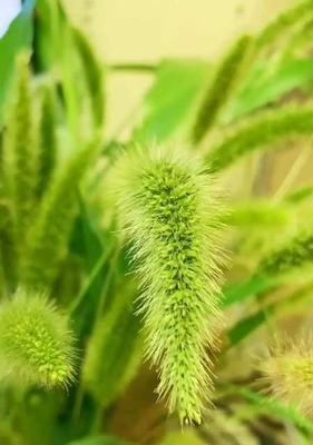探寻狗尾草的花语奥秘（从神话传说到现实生活，解读狗尾草所代表的丰富含义）