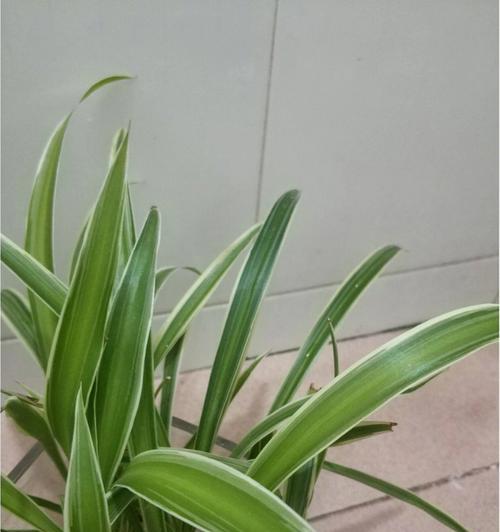 四季兰可以水养吗？（养护技巧与注意事项，）