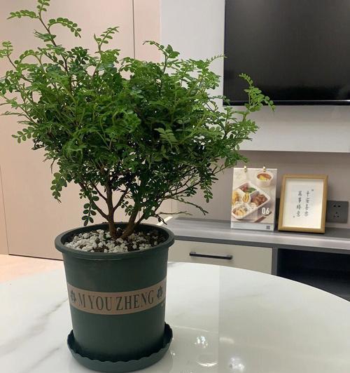 清香木的香味源头与特点剖析（品味清香木香气的奥秘）