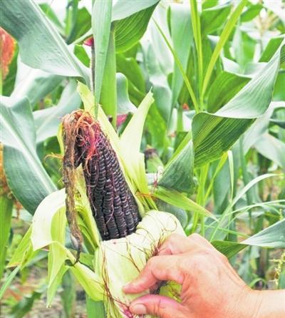 黑玉米种植全攻略（种植时间、方法及关键技巧）