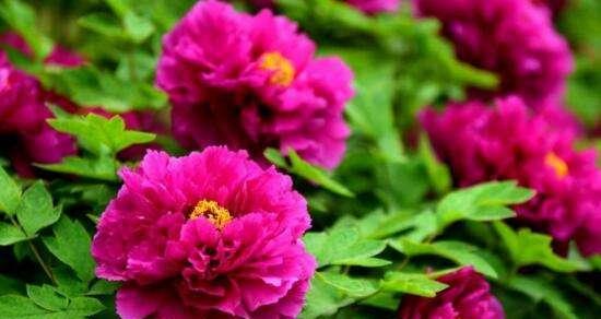 牡丹花的开花过程（探秘牡丹花开花的神奇历程）