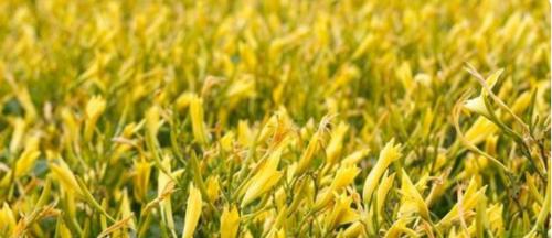 黄花菜全面解析（从原产地到食用方法，探究黄花菜的一切）