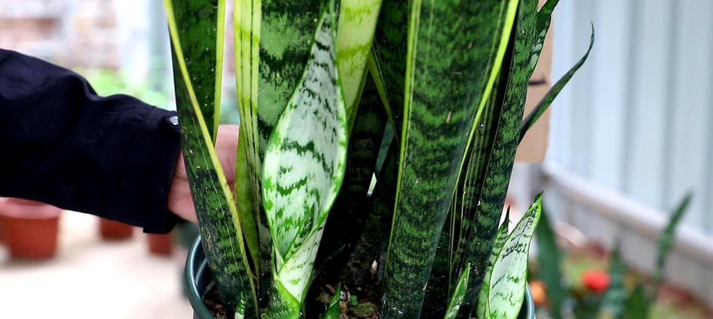 虎皮兰怎么养爆盆？（从植株选择到照顾细节，教你打造健康充盈的虎皮兰爆盆。）