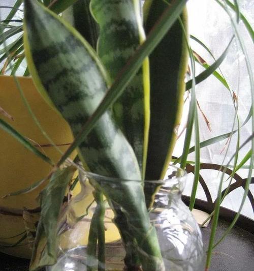 如何扦插虎皮兰（从选材到养护，一步步教你成为虎皮兰种植专家）