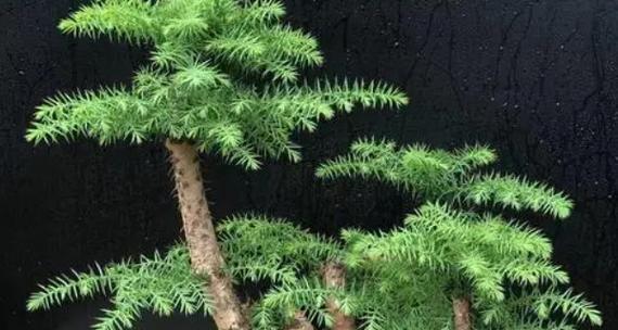 澳洲杉盆景的养殖方法与注意事项（打造盆景美景，从澳洲杉开始）