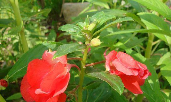 喜阳光的凤仙花（探究凤仙花的养殖技巧和注意事项）