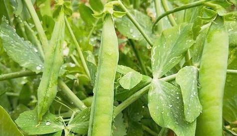 豌豆春天种植指南（春季怎么种植豌豆？种植要点和注意事项解析）